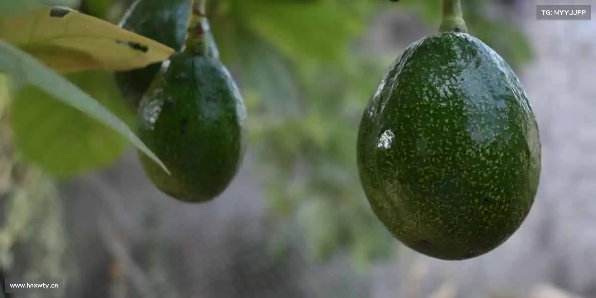 zoty中欧🥇荣耀时刻,始于此刻 —— 加入我们,开启你的冠军之路!